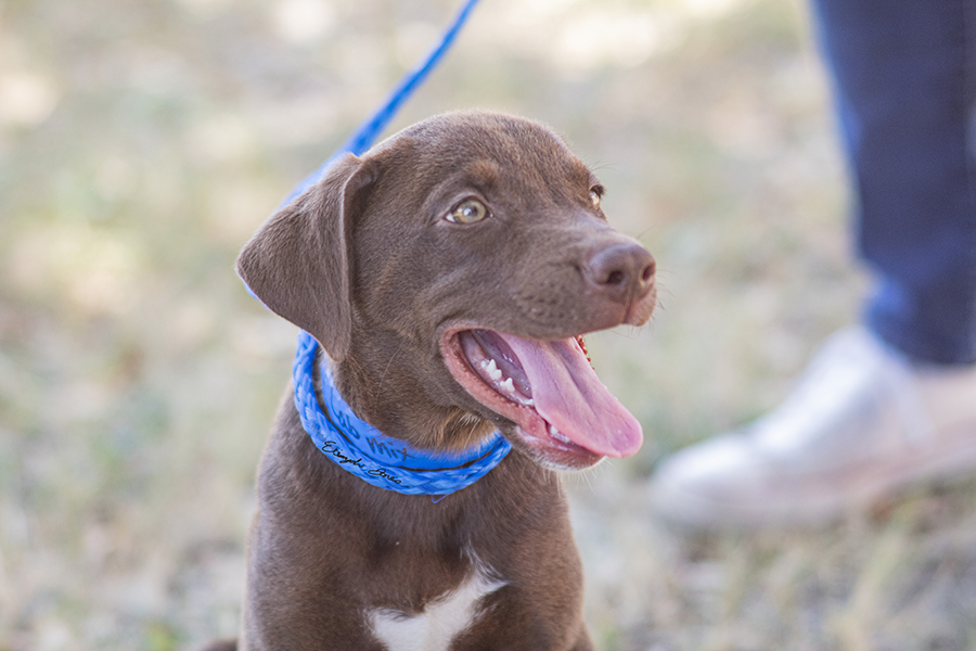 A photo of a brown and white puppy with a blue leash/collar on, panting and looking off to the side.